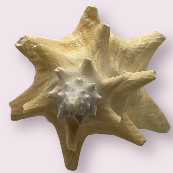 Extra Large Queen Conch Shell - Picture 5 of 5